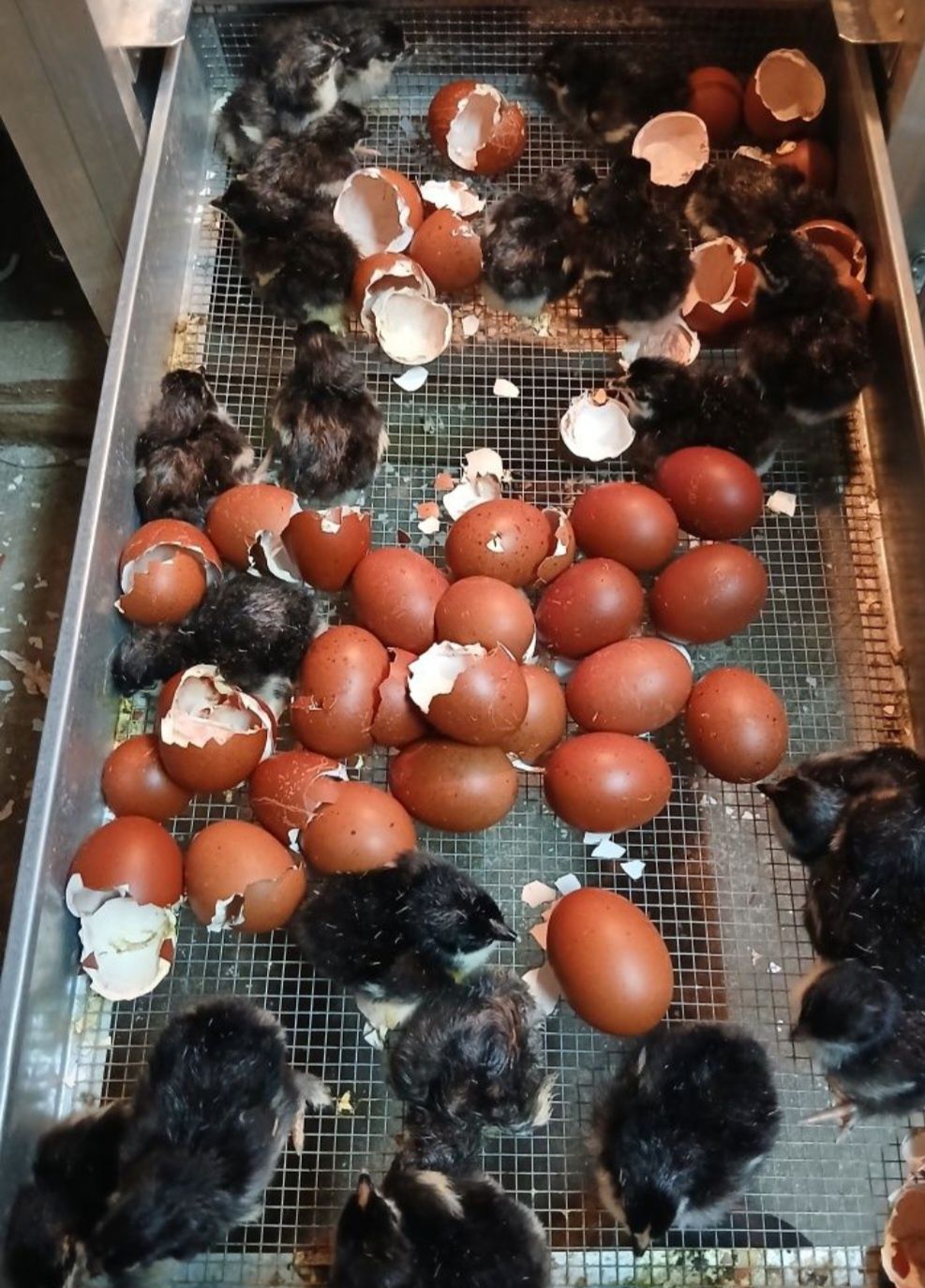 Pisklęta marans araucana australorp vorwerk, lakenfelder, silka,wayend