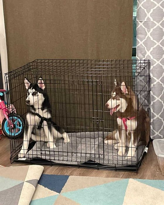 Клітка вольер переноска домик место клетка для собак кошек птиц.‼️