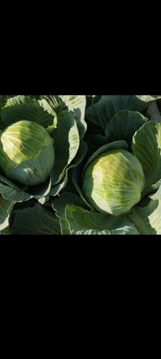 Продаємо капусту