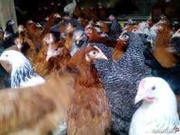 Kury nioski młode,odchowalnia drobiu kur niosek. Dostawa pod dom.