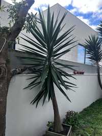 Palmeira yucca 2.4M