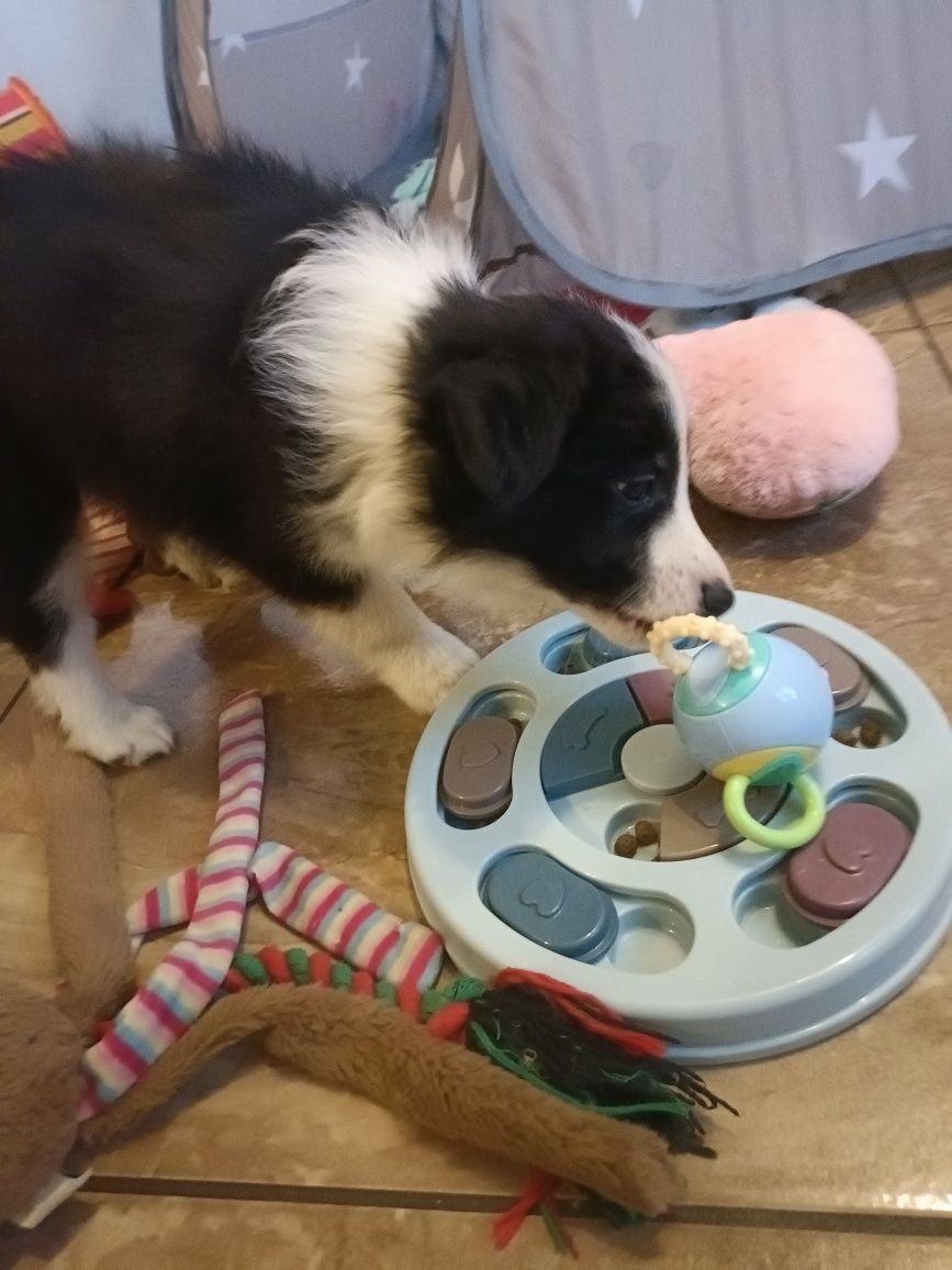 Piękny Border Collie chłopiec /badania genetyczne/DNA/stawy/