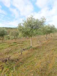 Oliveiras de jardim