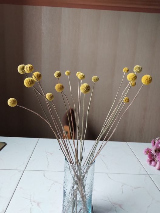 Kraspedia kwiaty Suszki