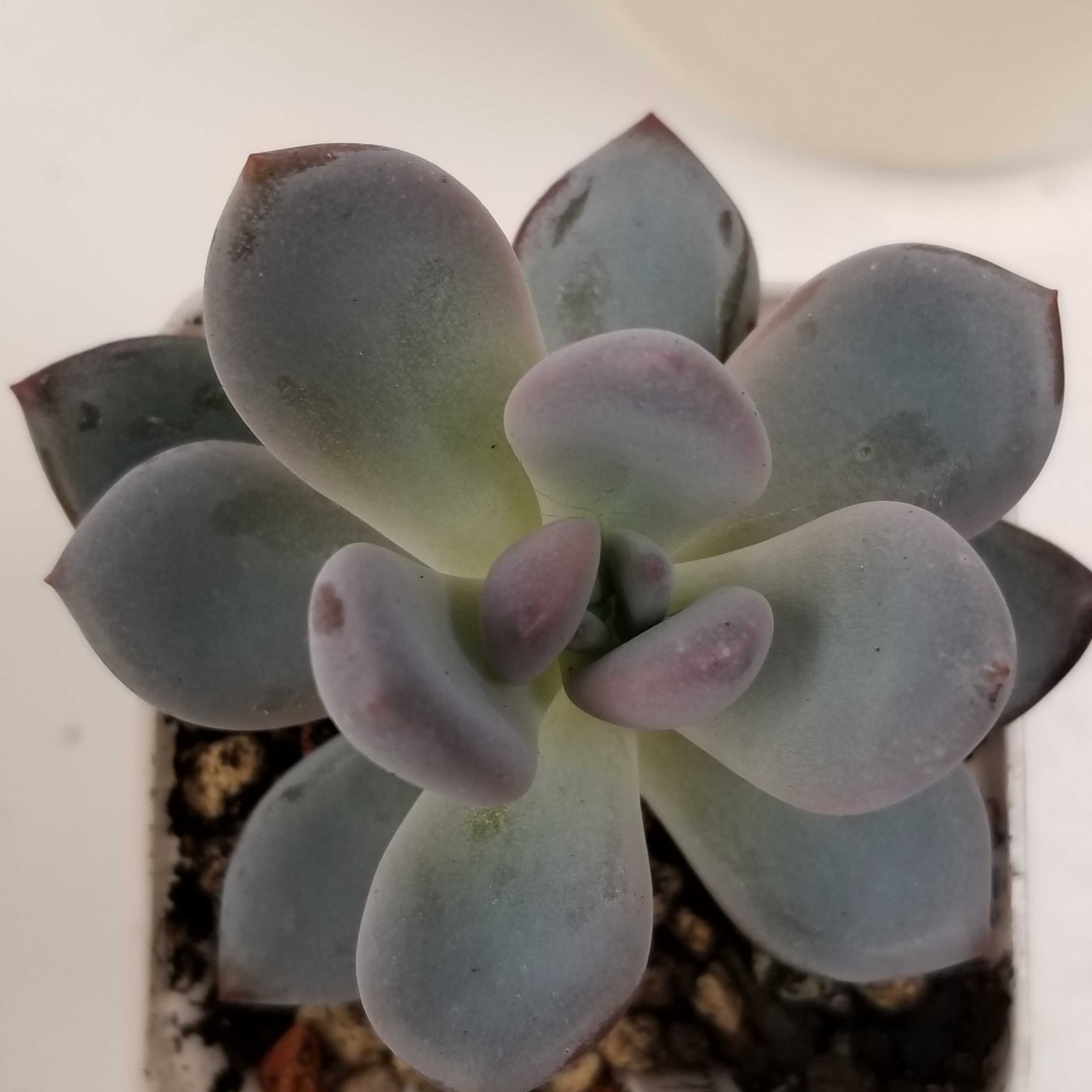 Pachyveria Lovely Pink