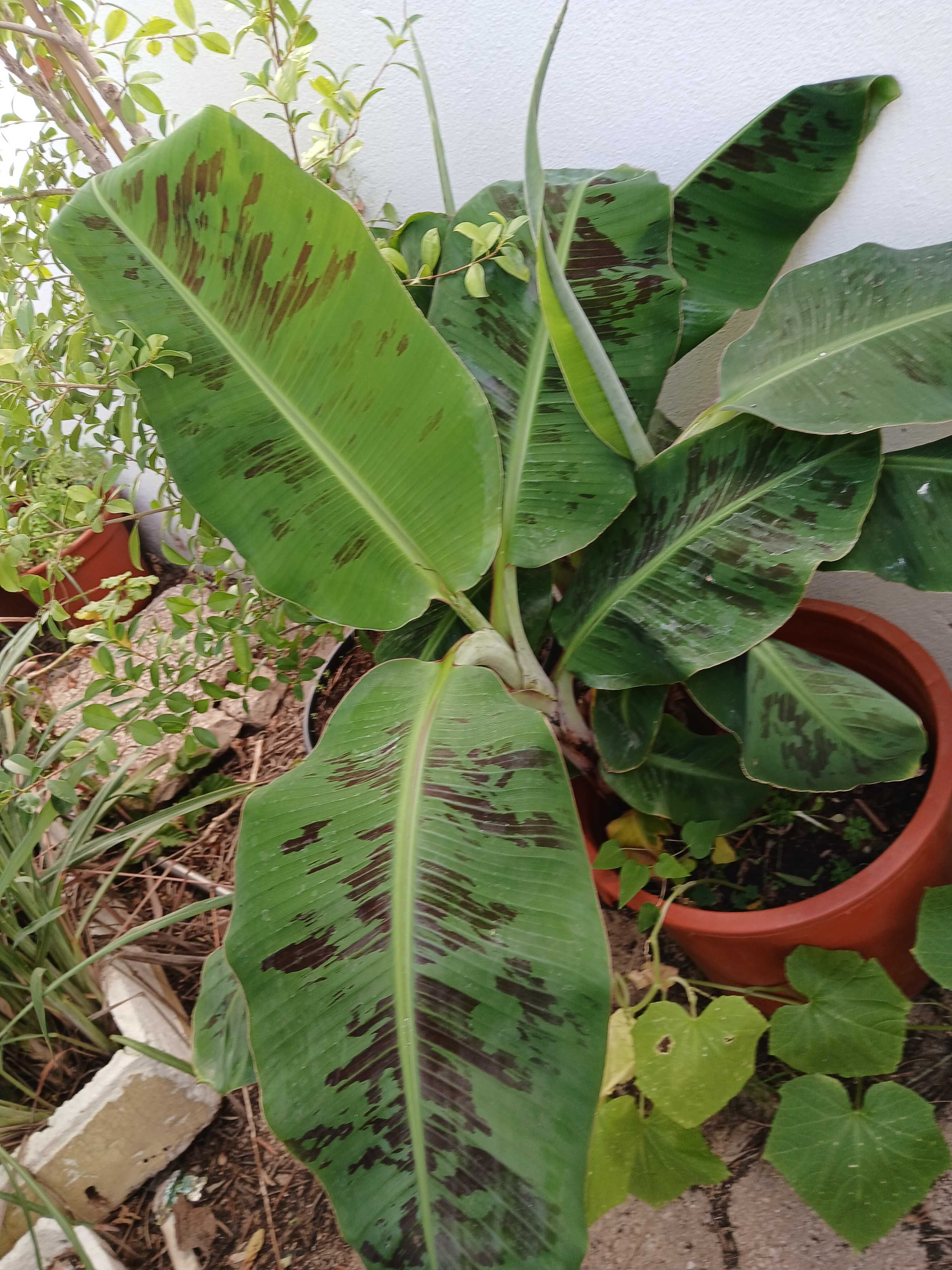 Bananeiras em vaso