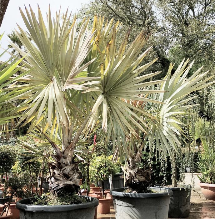 Estonteante palmeira azul, Bismarckia nobilis