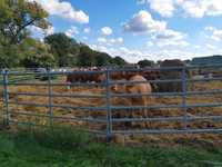 panele ogrodzeniowe dla bydła miesnego przegrody bramki