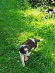 Border collie szczeniak!
