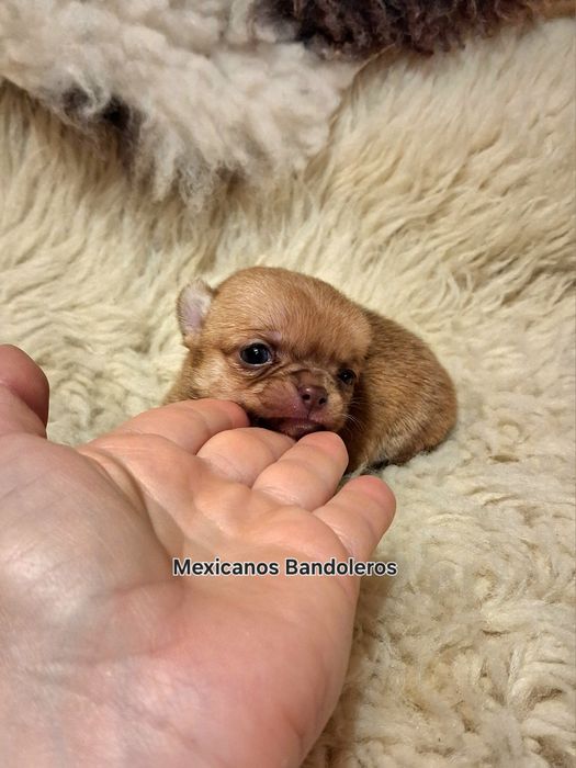 NAJPIĘKNIEJSZA MINI Królewna chihuahua. Cudna sunia !