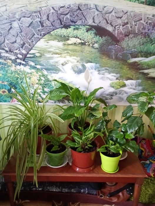 Срочная продажа комнатных цветов в вазонах для офиса и дома.