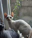 Ur.20.02.2025 .Kocur devonrex rudy point gr A
