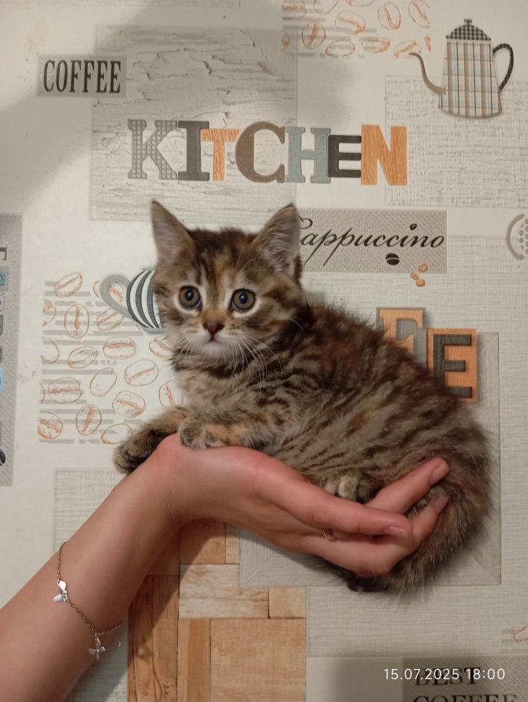 Отдам котят вислоухой кошки