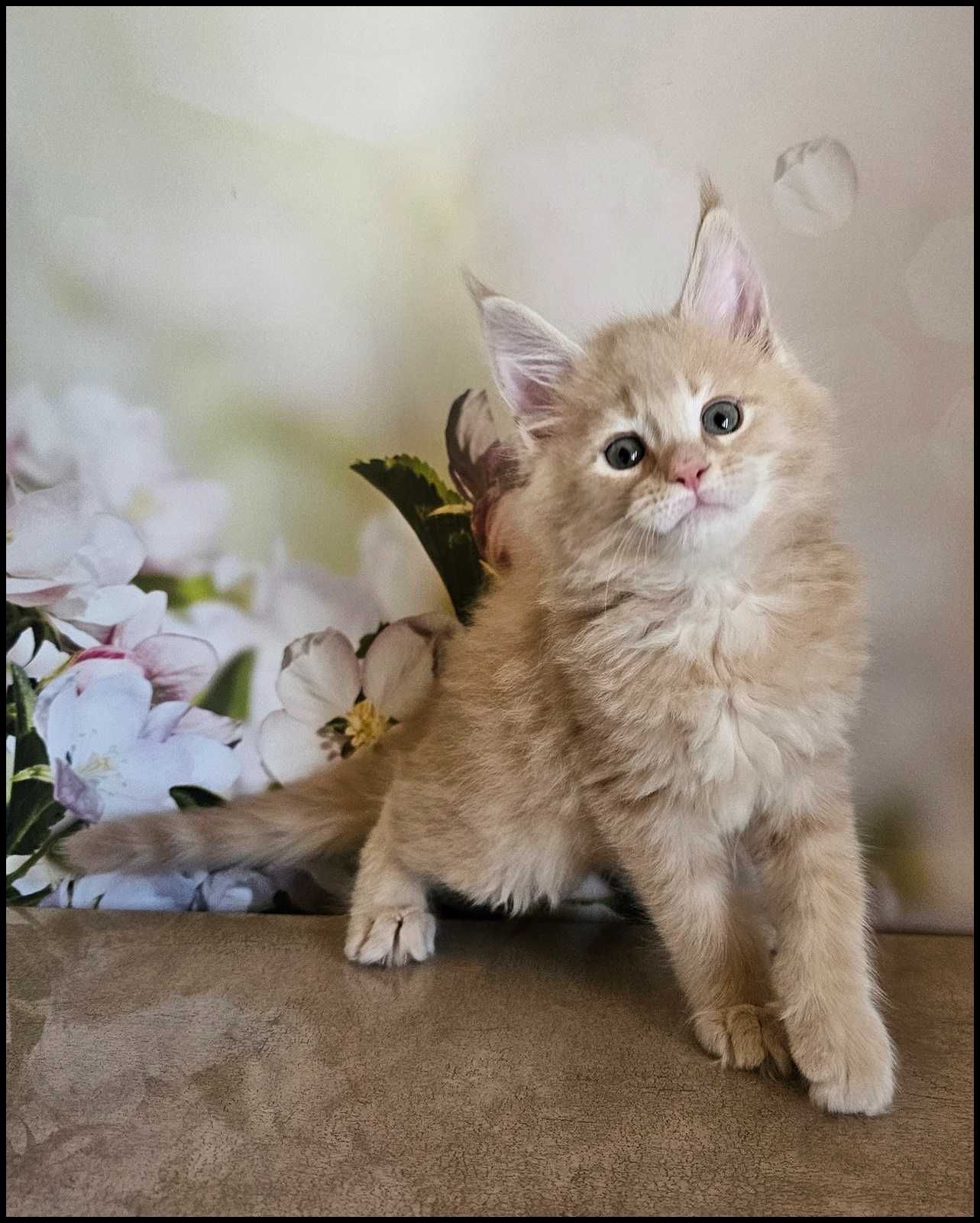 Kocurek Maine Coon Necmi