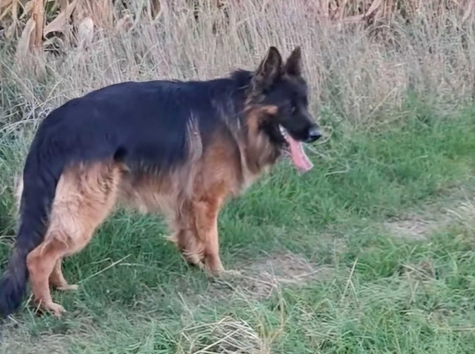 Owczark niemiecki