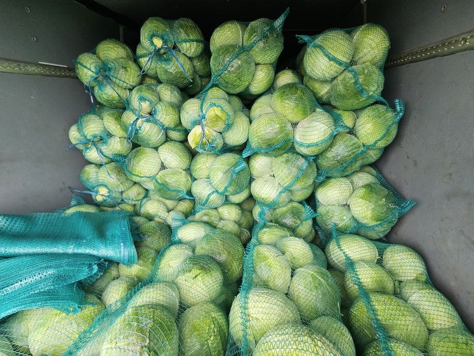 Продам капусту Агресор