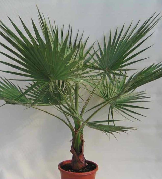 Palmeiras de leque de tronco fino Washingtonia robusta