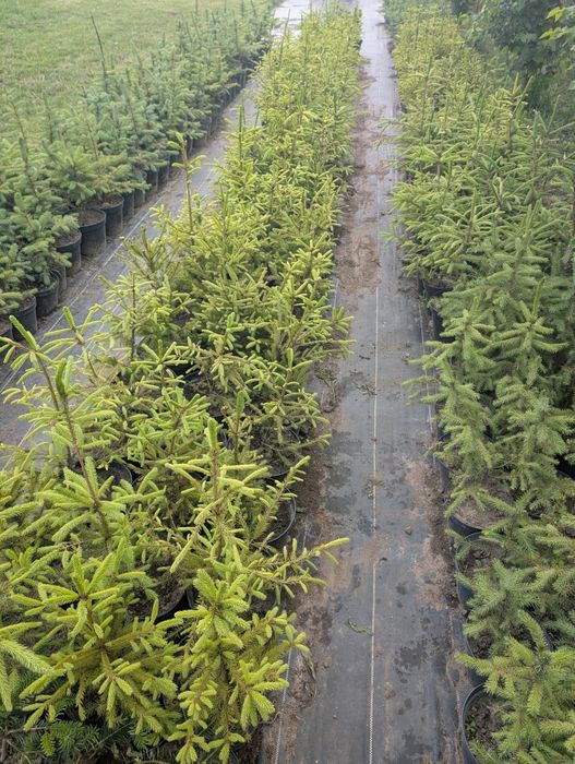 Świerk srebrny 5 letni doniczka