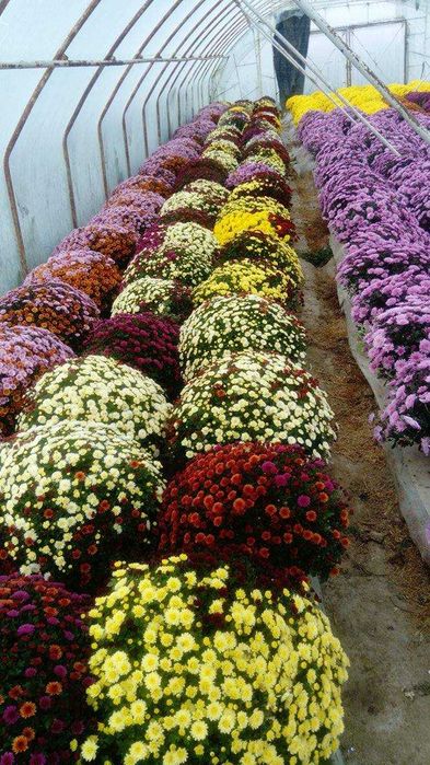 Sprzedam Chryzantemy Drobnokwiatowe doniczkowe