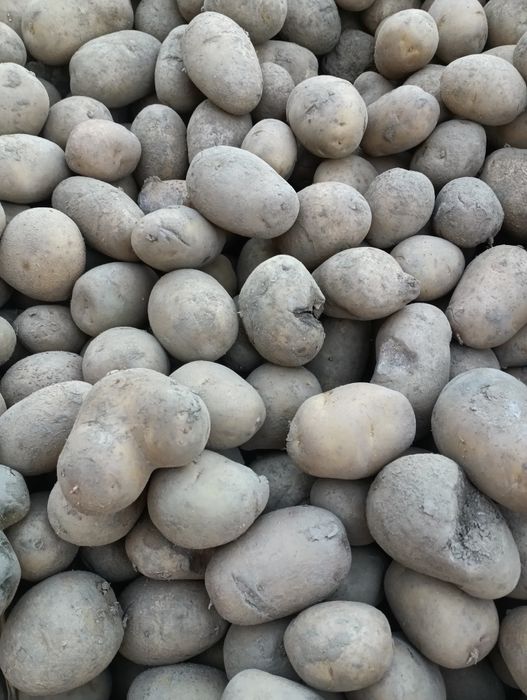 Ziemniaki paszowe,opasowe, odpadowe , niesortowane