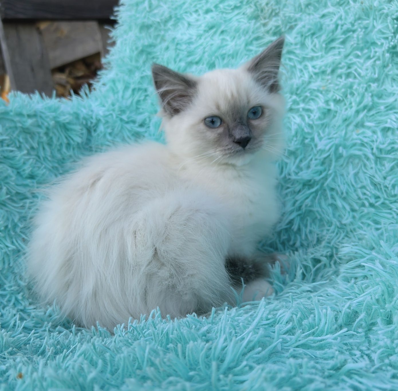 Ragdoll kotka    .