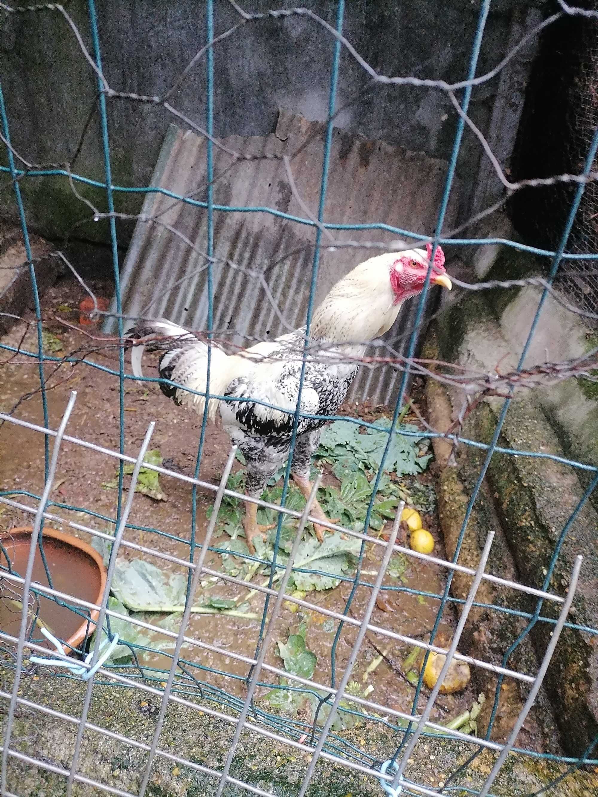 Pintos índio gigante brasileiro