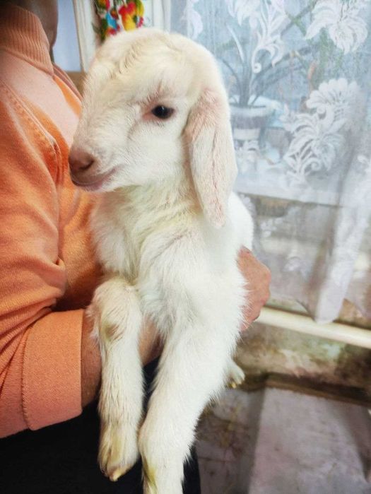 Козенята, дві дівчинки та три хлопчика. Нікополь, Дн-кої обл.