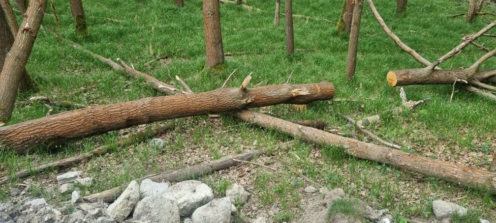 Koszenie łąk I nieużytków wycinka drzew