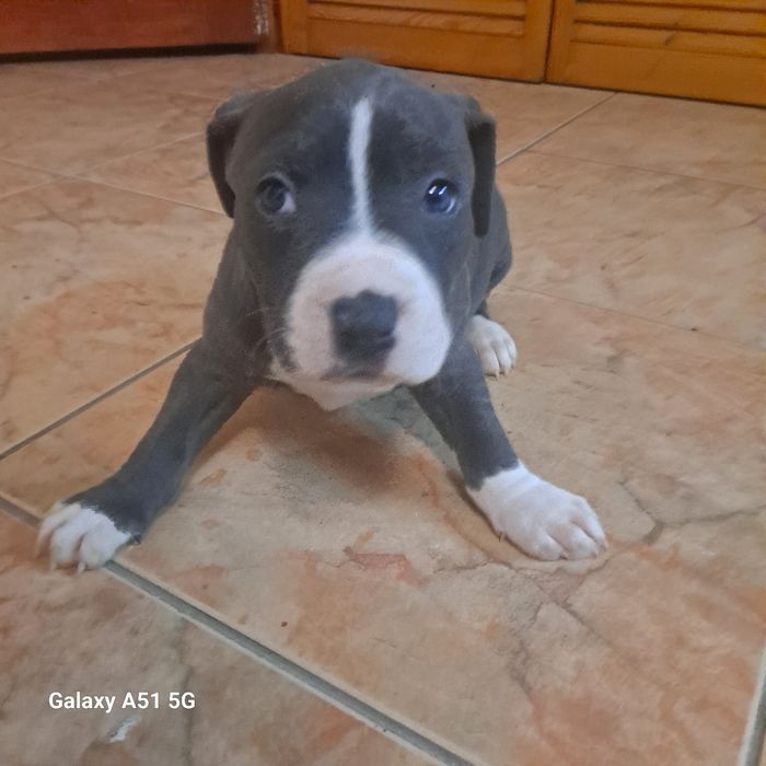 Suczka Tekilla American Staffordshire Terrier