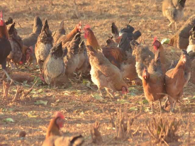 Яйце інкубаційне  курей Вельзумер