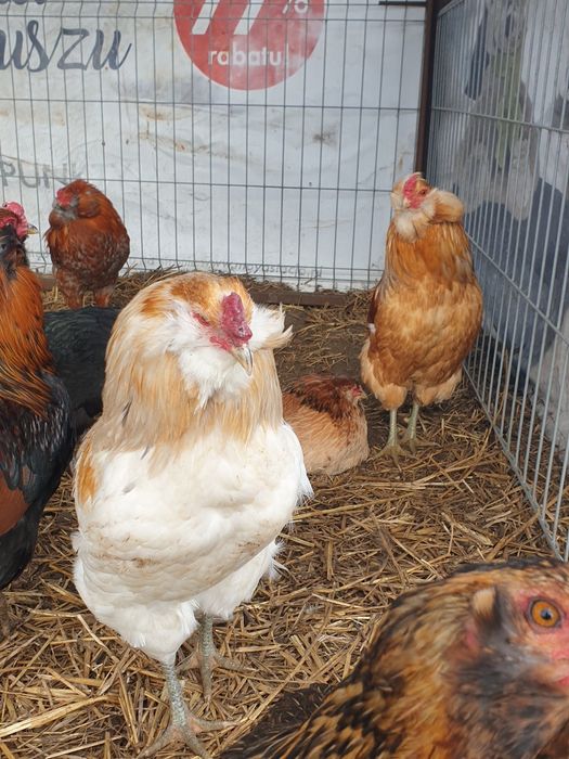 Araucana araukana jaja lęgowe