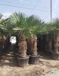 Palma mrozoodporna Trachycarpus Fortunei Szorstkowiec Rozmiary