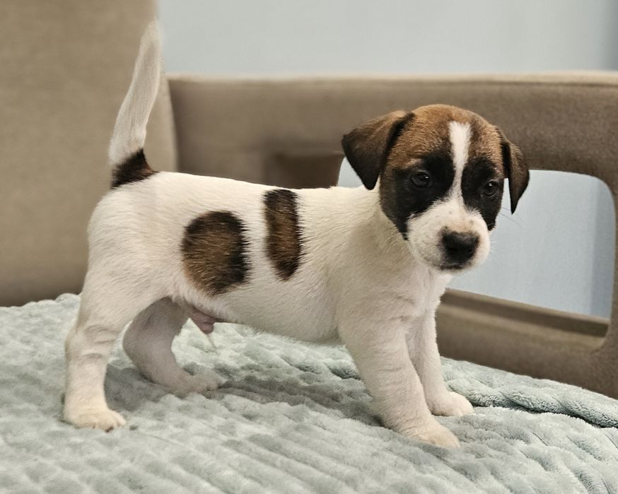 Piesek jack russell ZKwP FCI