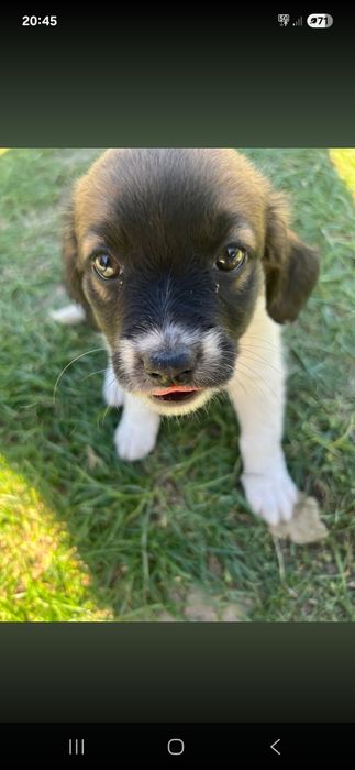 Suczka do adopcji