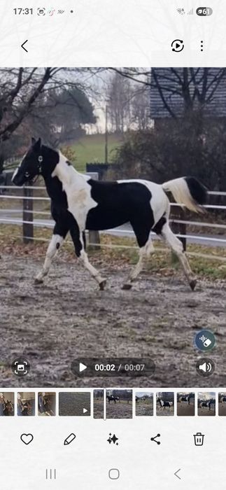 Koń wałach srokaty