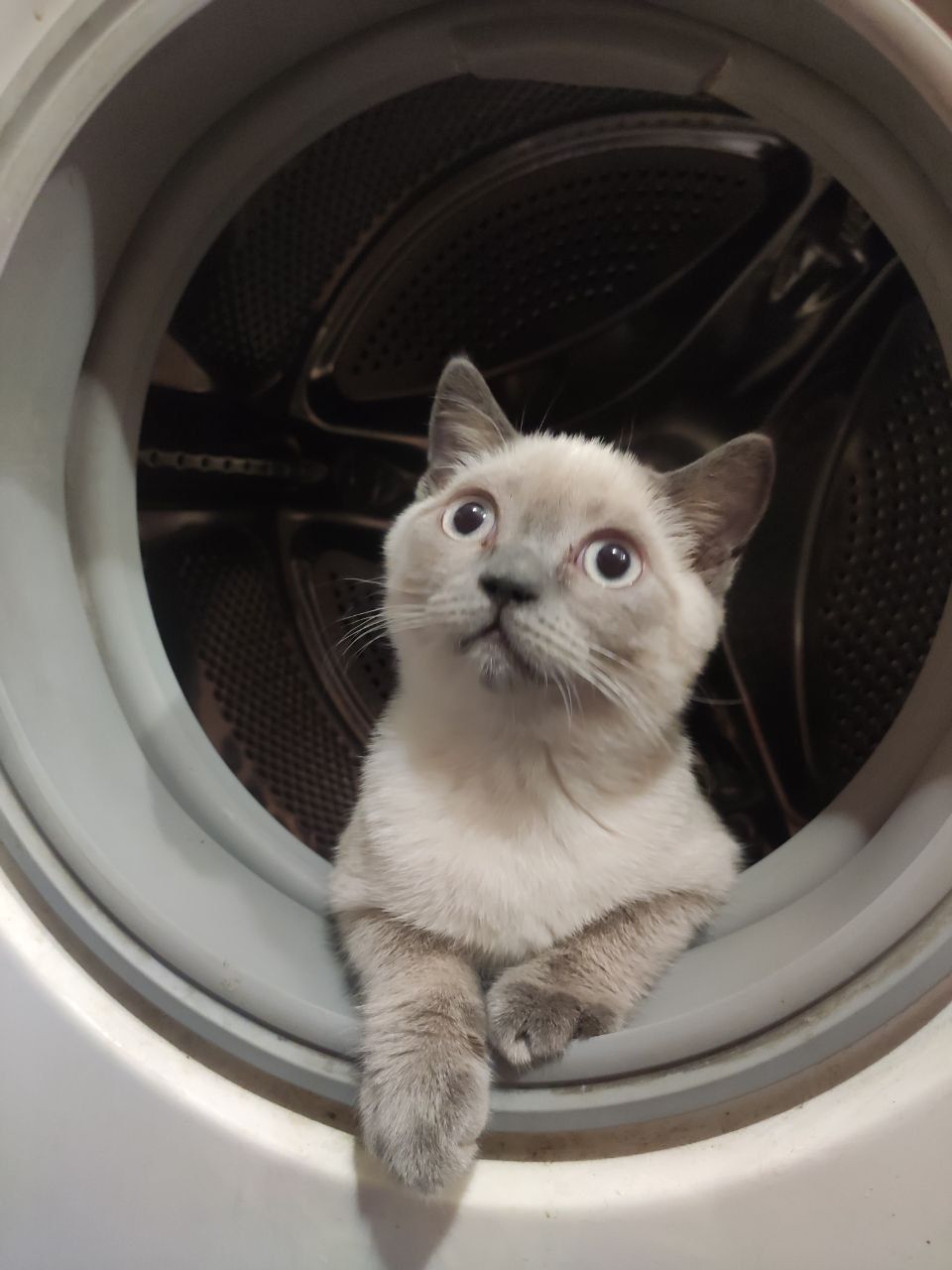 Шотландский прямоухий котенок