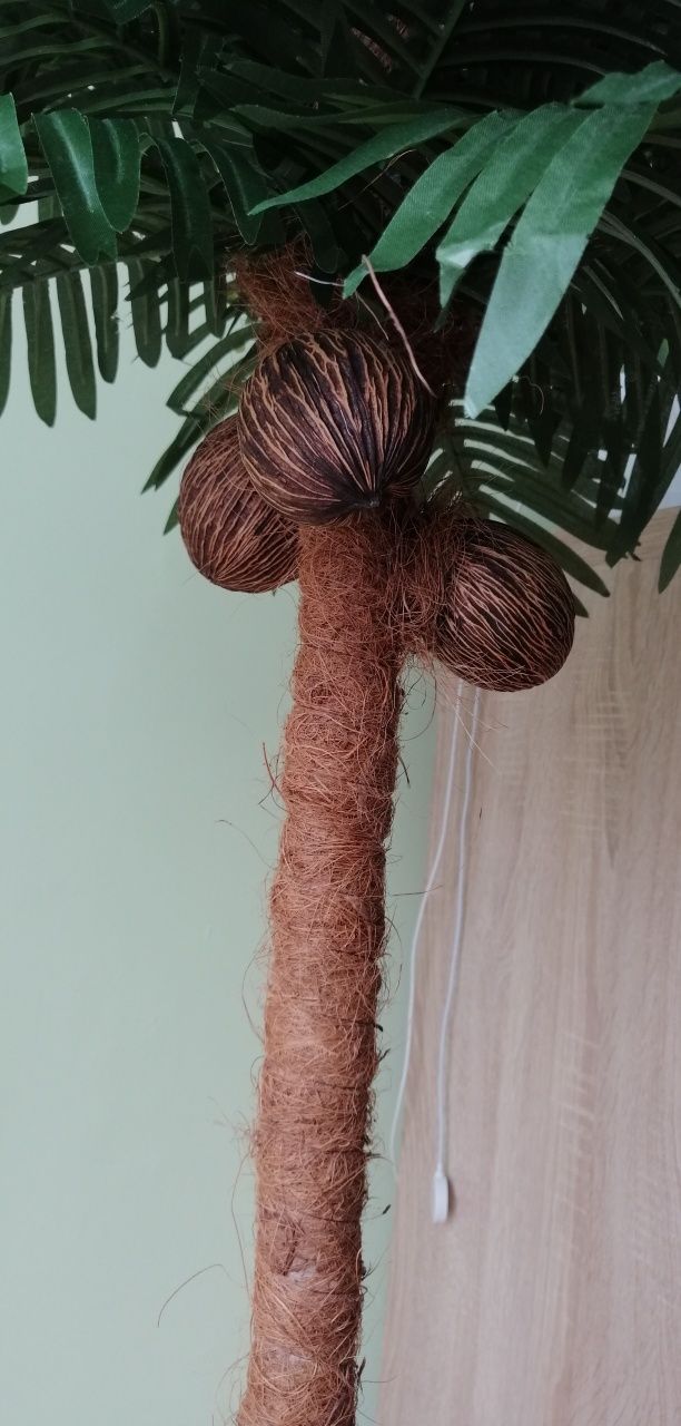Palma kokosowa jak żywa