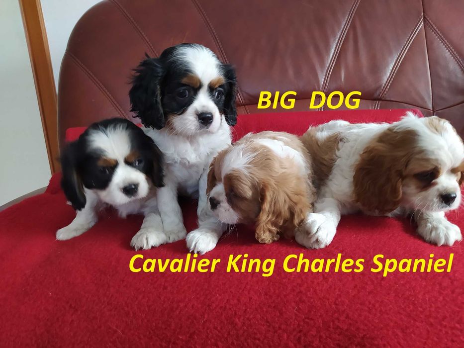 Cavalier King Charles Spaniel - Sochaczew