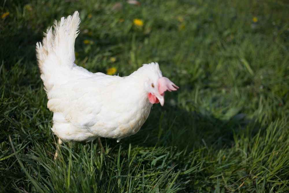 Kury kokoszki nioski Tetra biała jak leghorn odchowana