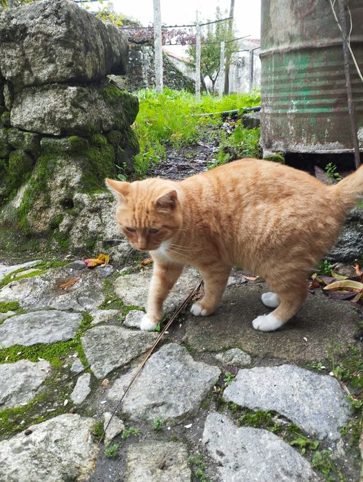 Gato jovem meigo e bonito