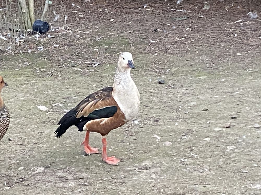 Gęsiówka orinoko gęsi ozdobne ptaki