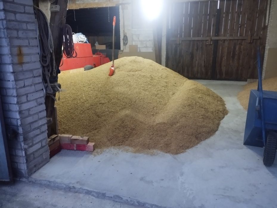 Owies Rambo i pszenżyto ozime