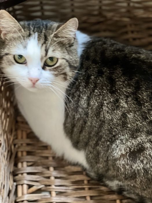 Cudowna kotka Malinka szuka domku