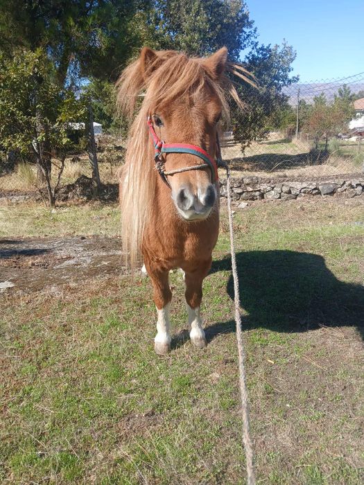 Pônei fêmea para venda 700€ negociáveis
