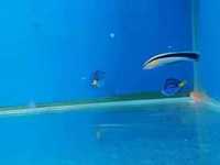 akwarium morskie- labroides dimidiatus