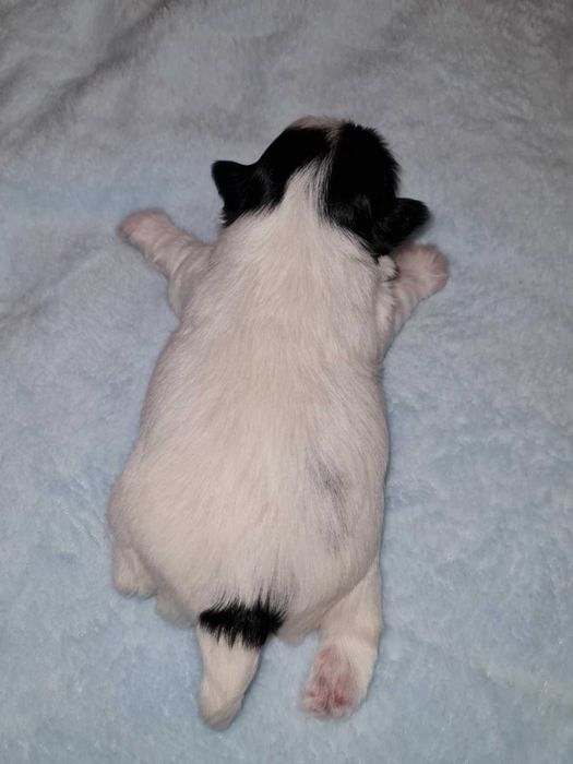 Yorkshire terrier biewer