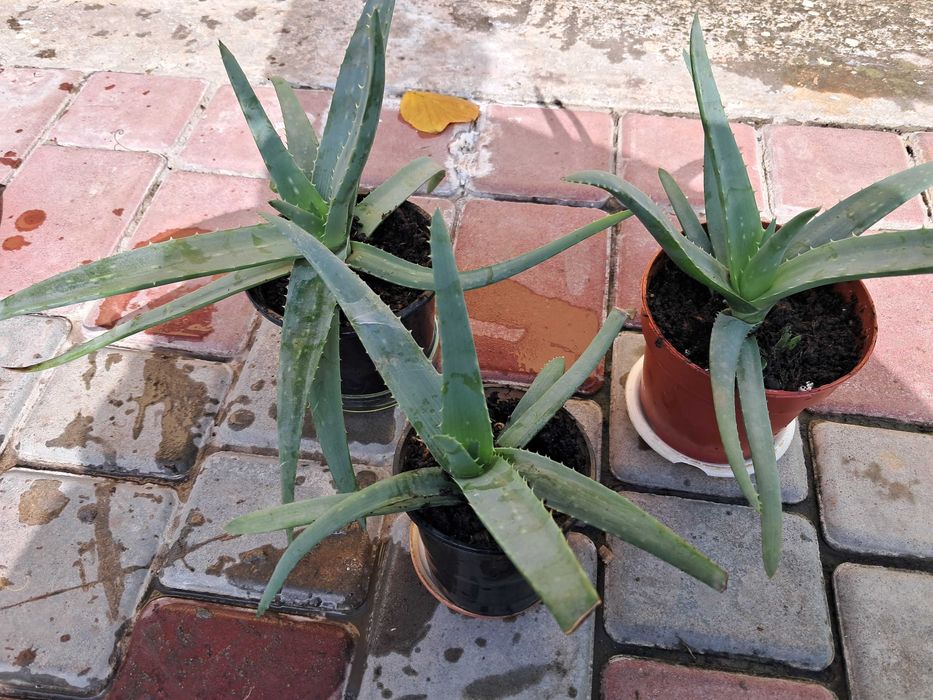 Продам алоє Вера