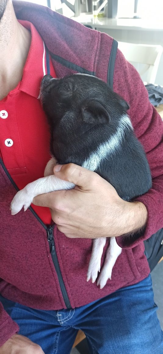 Mini pig/vietnamita bebés
