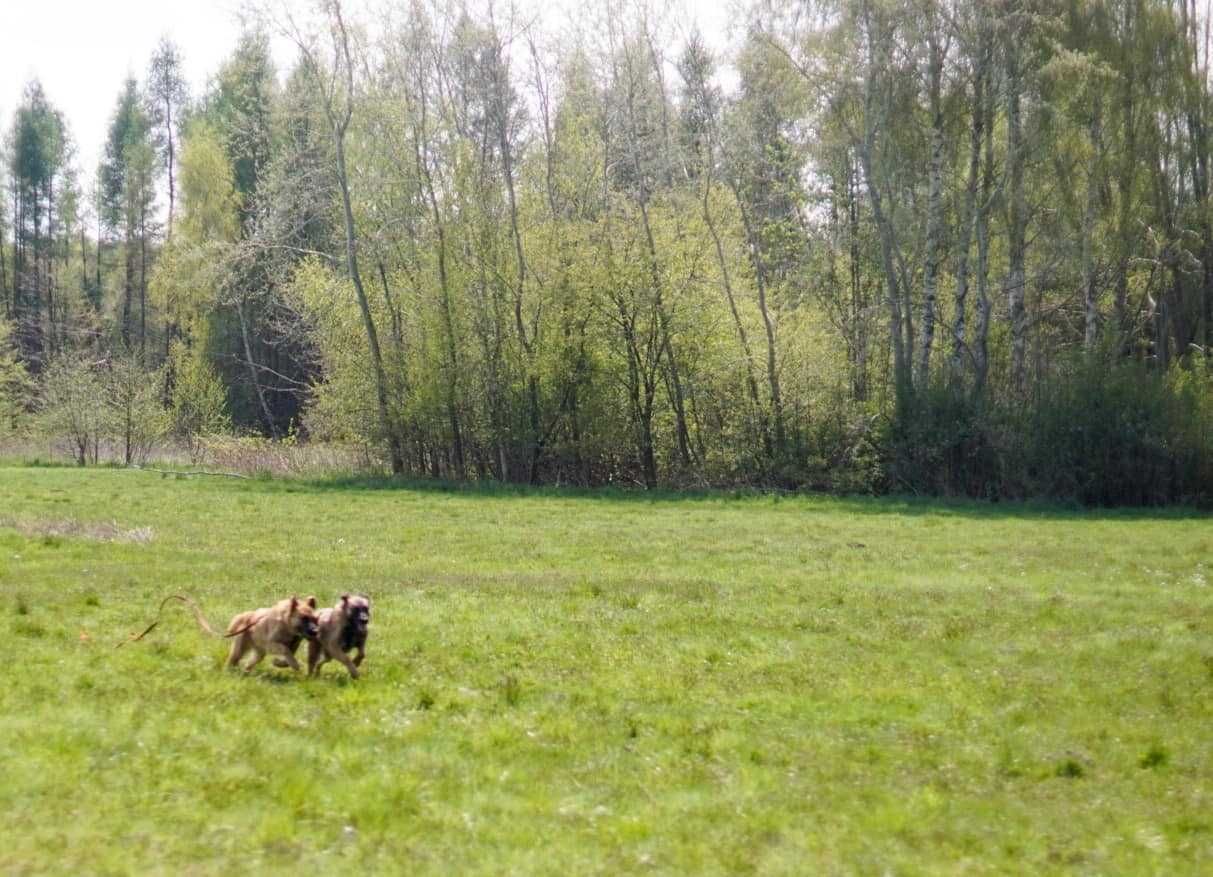 Rajka i Zulka- roczne siostry w typie owczarka belgijskiego do adopcji