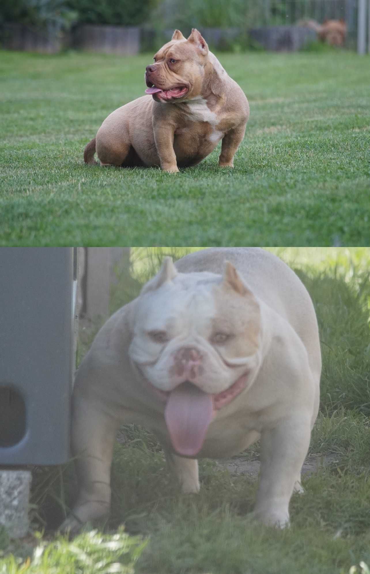 Merle Samiec American Bully ABKC Nie Amstaff